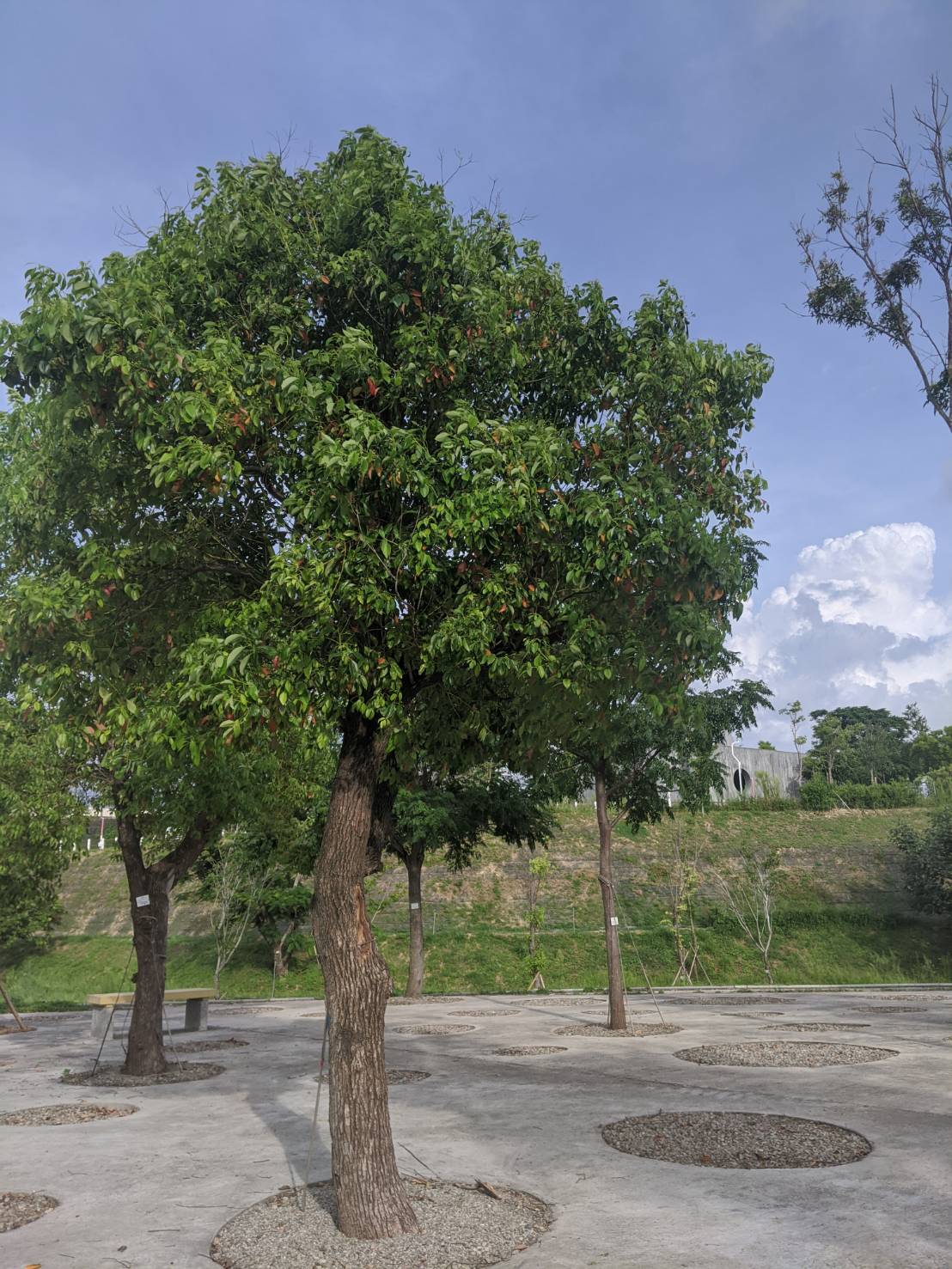 園區植栽-臺中中央公園