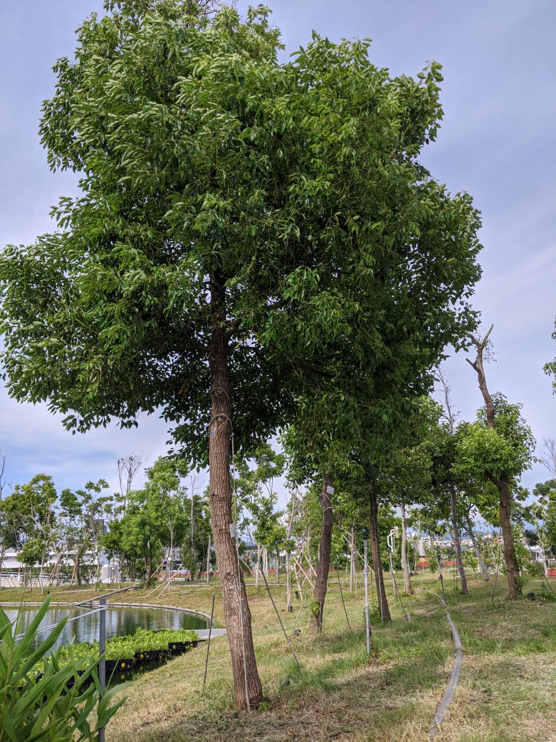 園區植栽-臺中中央公園
