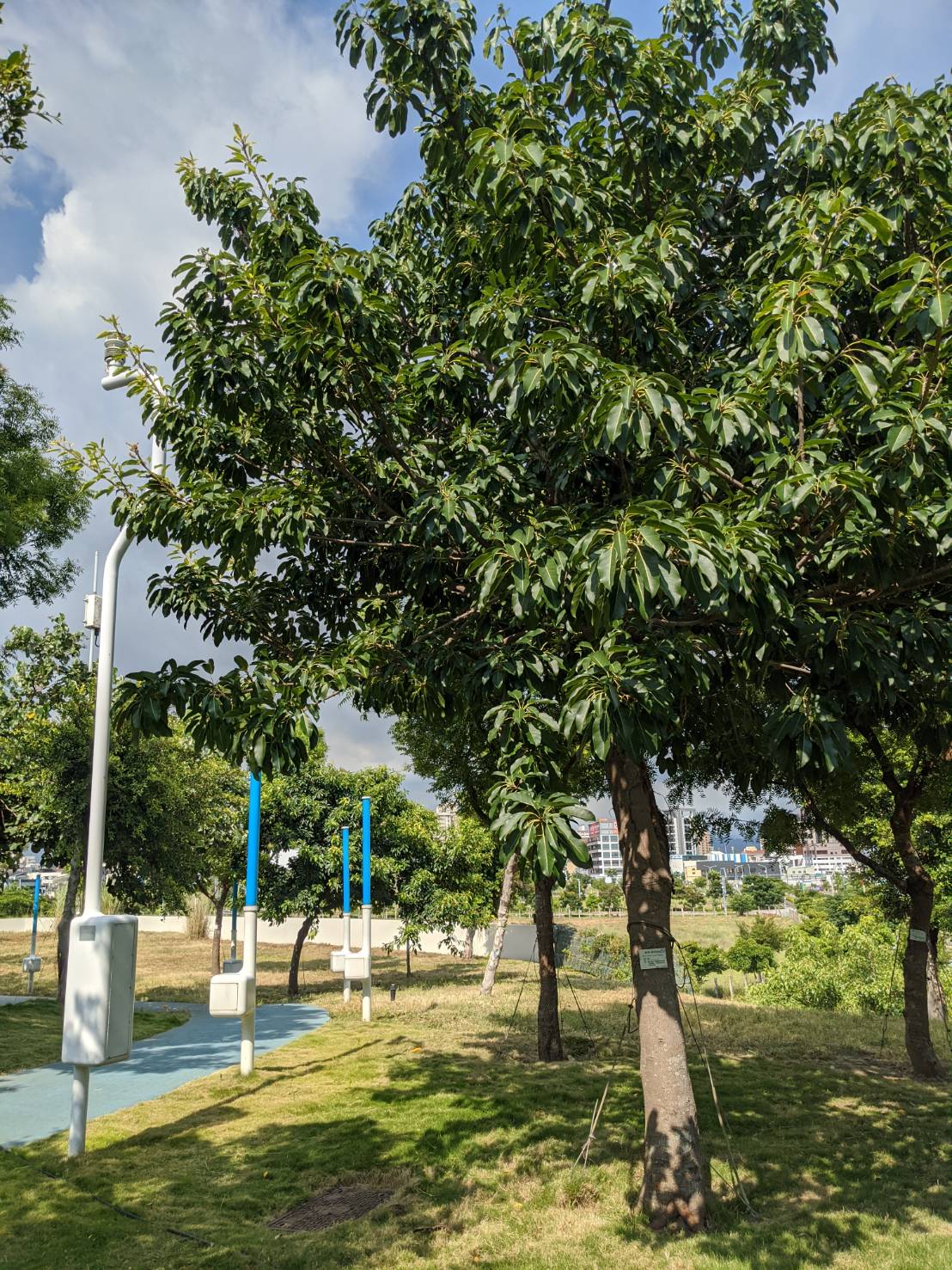 園區植栽-臺中中央公園